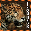 Big Cat Blinkies Jaguar-lg888