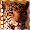 Big Cat Blinkies Leopard-lg999