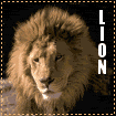 Big Cat Blinkies Lion-lg101010