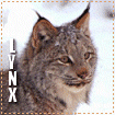 Big Cat Blinkies Lynx-lg111111-1