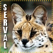 Big Cat Blinkies Serval-lg131313