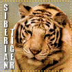Big Cat Blinkies Siberian_tiger-lg141414