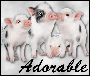 Animals: Cute Pigs 4lilpiggies_adorable_zps84a7e2a0
