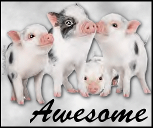 Animals: Cute Pigs 4lilpiggies_awesome_zpsff56264d