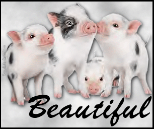 Animals: Cute Pigs 4lilpiggies_beautiful_zps4b1fef69