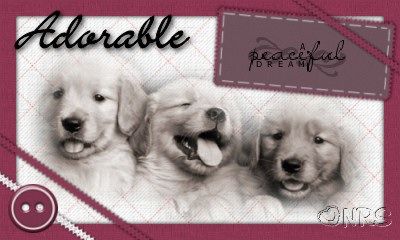 Animals: Dogs Adorable_Dream_NRS_zpscea55575
