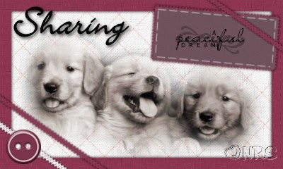 Animals: Dogs Sharing_Dream_NRS_zpsea898f53