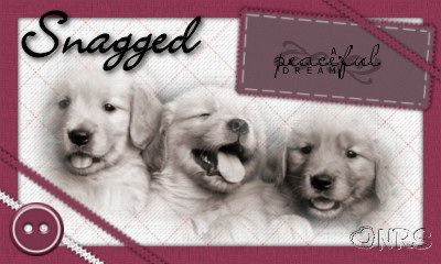 Animals: Dogs Snagged_Dream_NRS_zpse66cd8eb