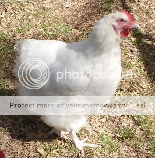 White Orp, Buff Orpington and Araucana pics (meet some of my boys ...