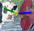 [PokeCommunity.com] Chicken!