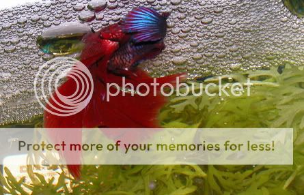 ملف كامل عن تفريغ اسماك الزينه بالصور لكل انواع الاسماك  BettaBreeding3