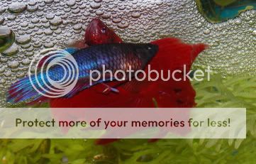 ملف كامل عن تفريغ اسماك الزينه بالصور لكل انواع الاسماك  BettaBreeding4