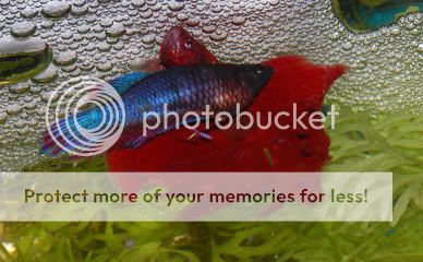 ملف كامل عن تفريغ اسماك الزينه بالصور لكل انواع الاسماك  BettaBreeding6