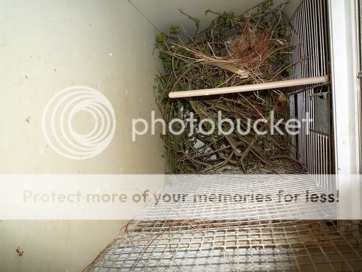 vrije nestbouw P1050363