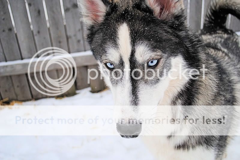 Husky Masks. 20100209_360