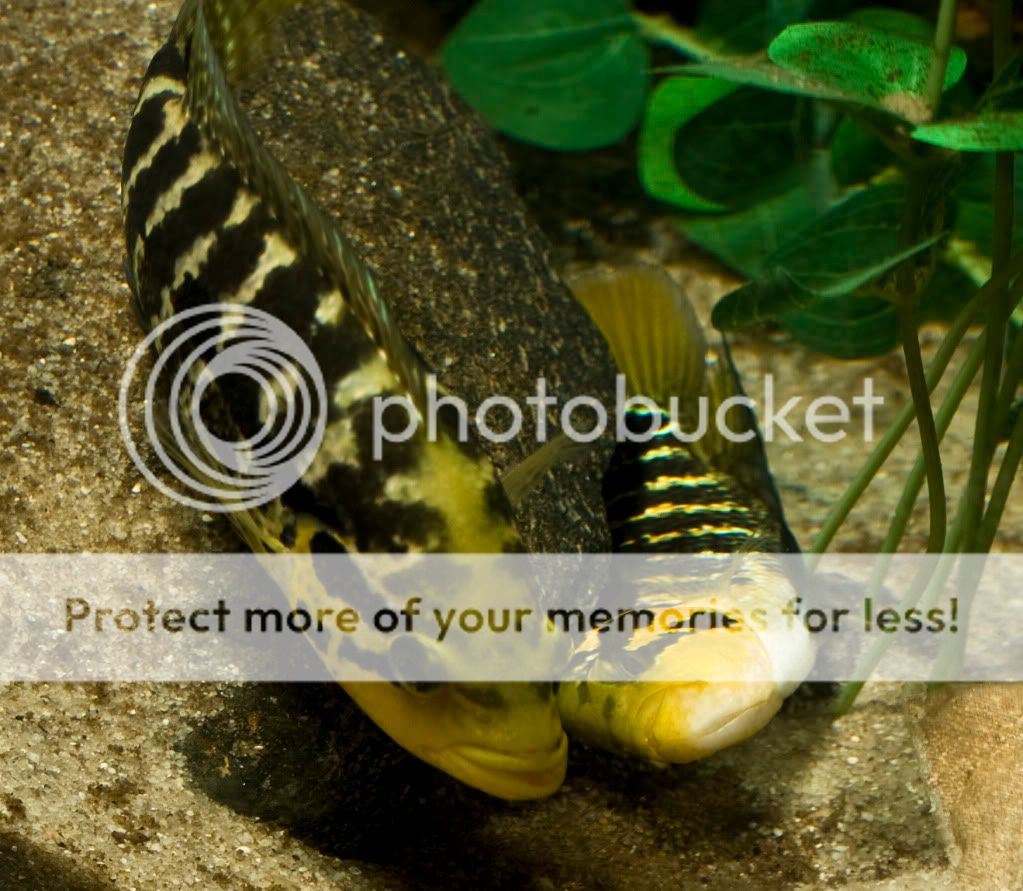 Parachromis ? "La Ceiba Yellow Head" DSC03509