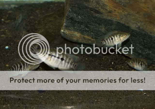 Parachromis ? "La Ceiba Yellow Head" User37234_pic36045_1259918918