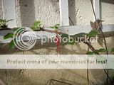 Ribes speciosum Th_Photodujardin052007241