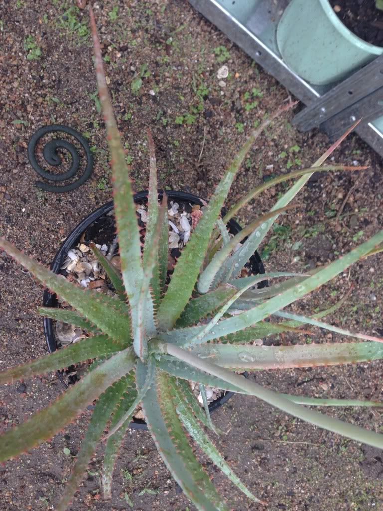 Aloe hybrids 481A33AE-4D47-4461-96B1-CAF2BF9AE738-1921-000001229BF0988A