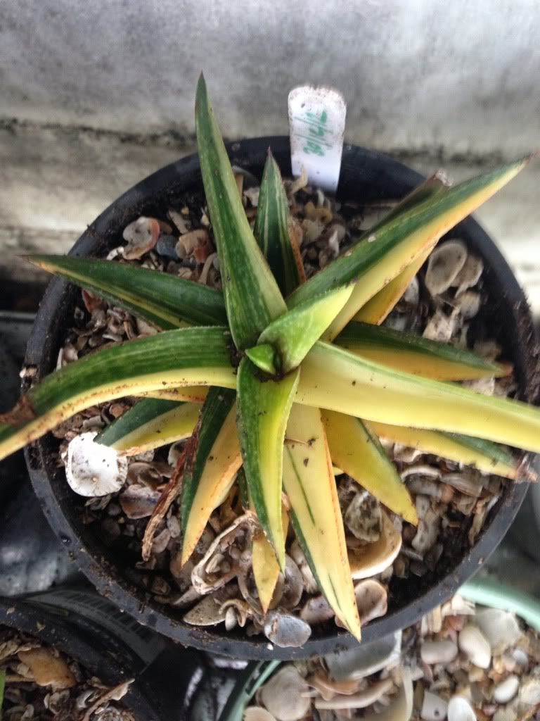 Aloe hybrids 4FB73AFA-7F3F-4C54-A8BD-E6084C92A7DA-1921-00000122D0EEA8BD