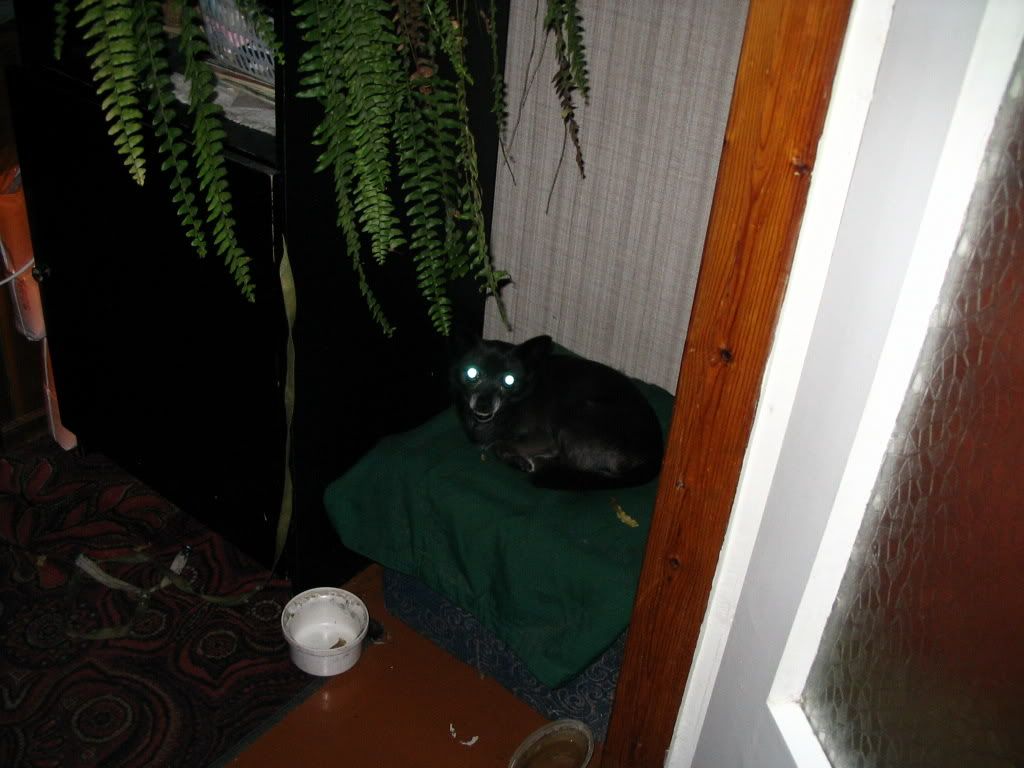 https://img.photobucket.com/albums/v207/grooveris/IMG_1628.jpg