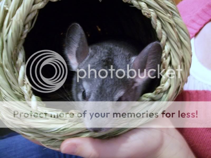 My new Chinchilla 101_0097