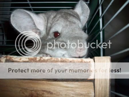 My Chinchilla 100_0296