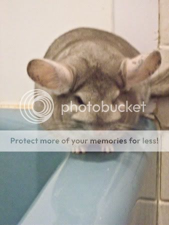 My Chinchilla 100_0533