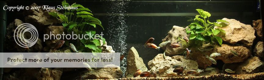 Plants and Cichlids? Simo-Nundo-1