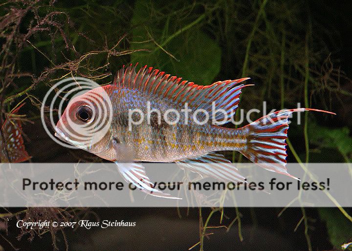 Geophagus tapajos or Geophagus araguaia - The Cichlid Room Companion