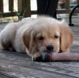 [PokeCommunity.com] Pets thread