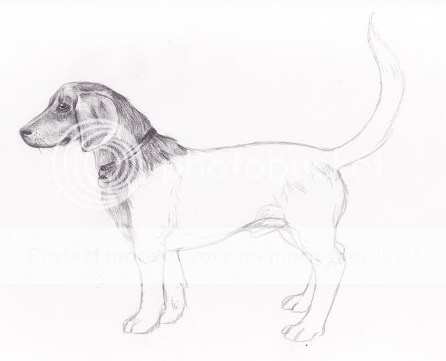 Billy le chien [graphite] Billy_0001