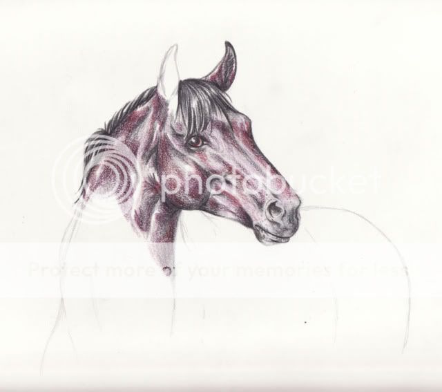 Horse Portrait (Fini) Portraitcheval