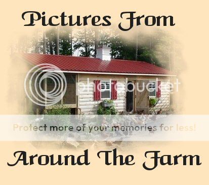 We hope you enjoy some pictures from around the farm~
