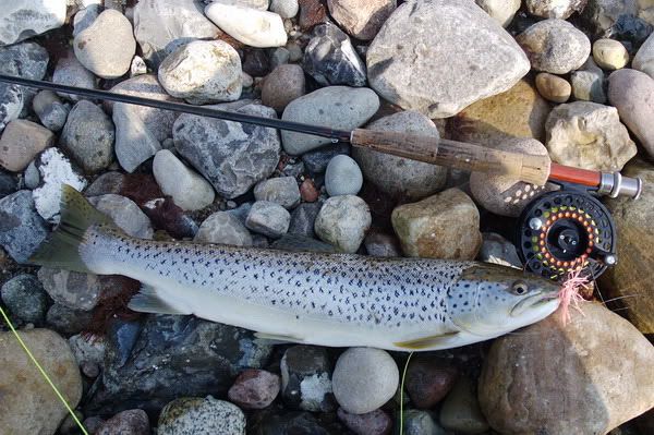 My first seatrout of 2009