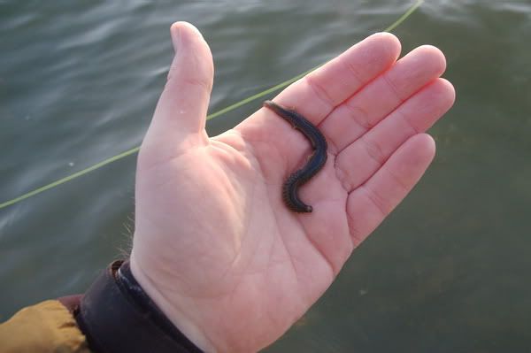Ragworm