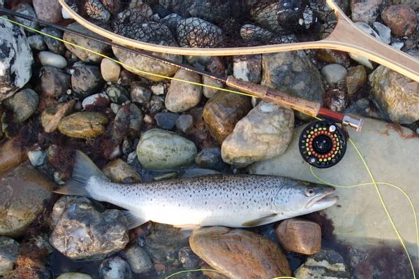 Seatrout nr.3 of the day