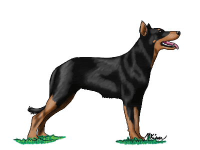 beauceron.gif