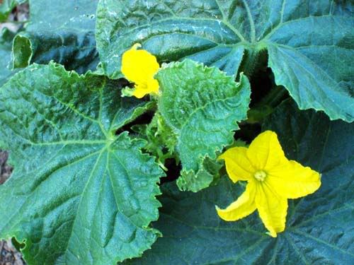 Cucumbers in bloom August 2006