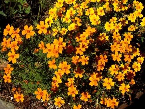 Miniture Marigolds in bloom September 2006
