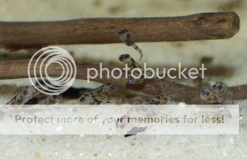 Laetacara dorsigera (Heckel, 1840) Larvas-nadando2