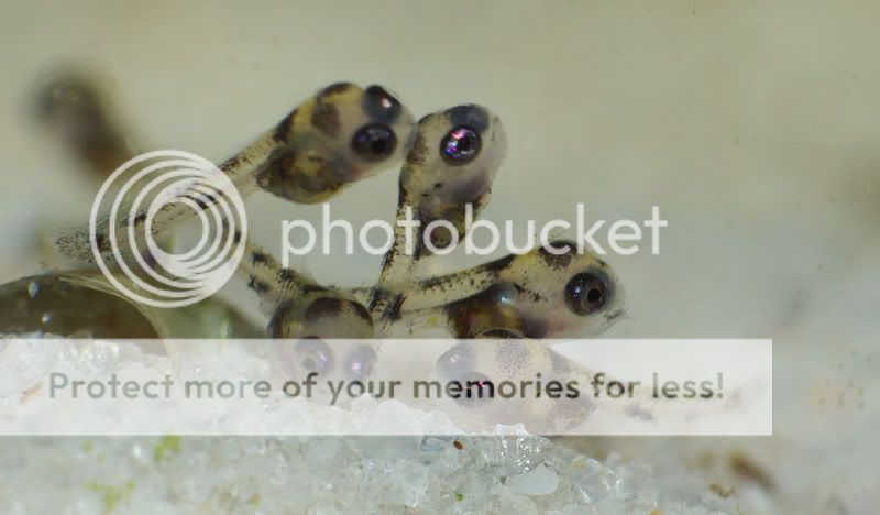 Laetacara dorsigera (Heckel, 1840) Larvas-nadando3