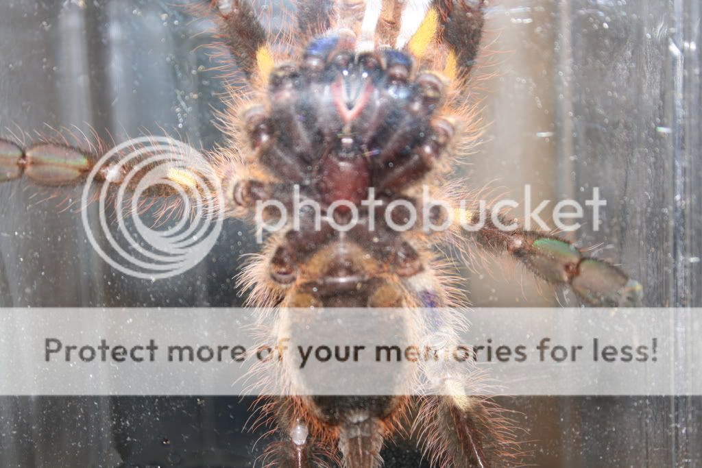 A newbie guide to Poecilotheria Rufilata-2-pic2