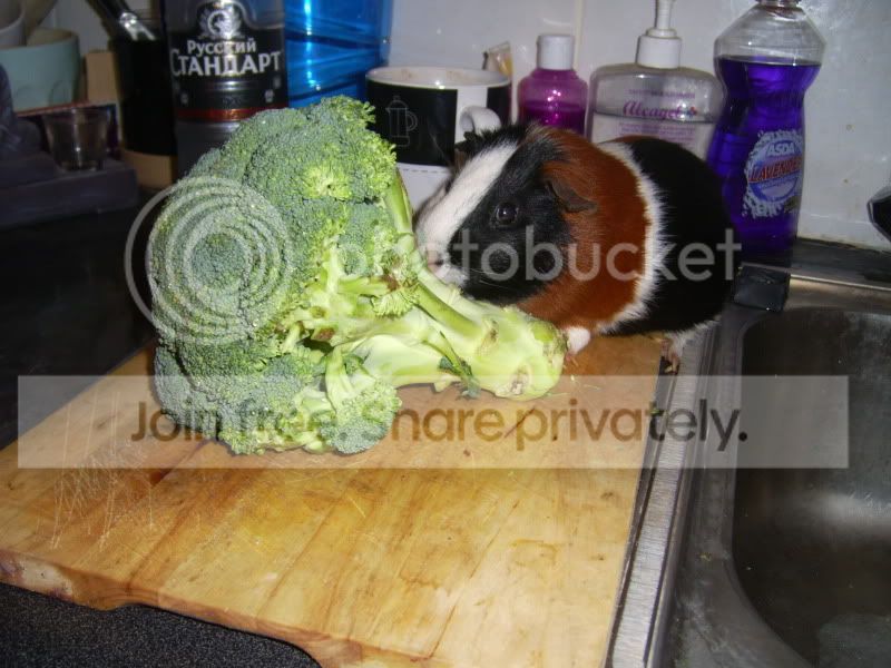 bratbroc.jpg