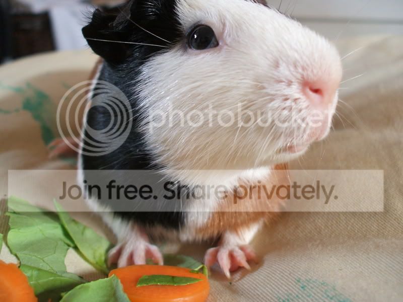 ratch-1.jpg