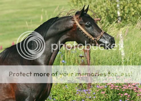 ES California Dreamin Purebred Arabian stallion sired by Gazal Al Shaqab Resizedspen2telford