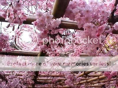 நான் ரசித்த அழகு காட்சிகள் சில! Cherry-blossoms