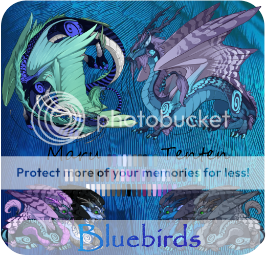 Bluebirds%20Breeding%20Card_zpsyopn5ayb.png