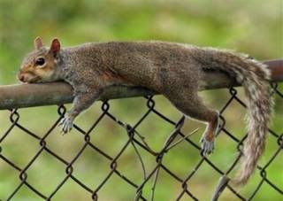 Super Bowl stuff - Page 3 Squirrel_fence