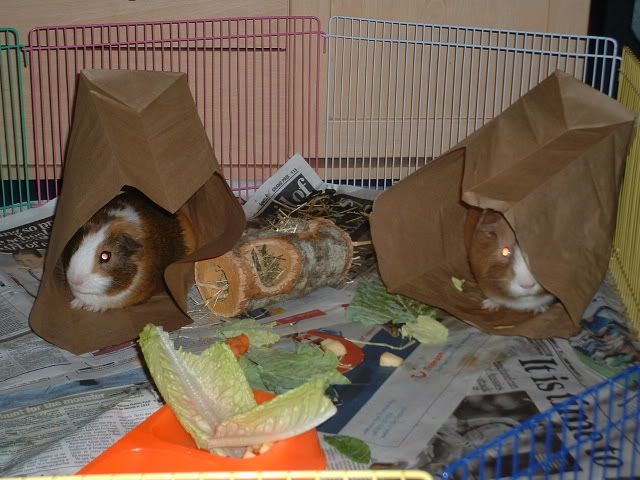 paperbags.jpg